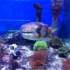 Advanced Aquarium Svc gallery