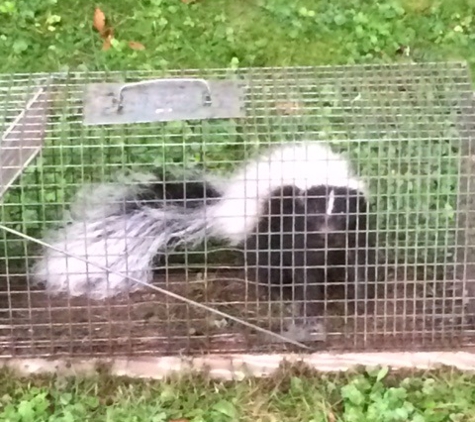 Animal  Control of New England - Huntington, MA. skunk removal in Cummington