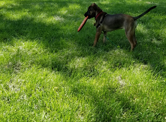 Harpeth Valley Animal Hospital - Nashville, TN. Ginni loves to frolic outside!