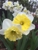 Buchanan's Native Plants - Garden Centers