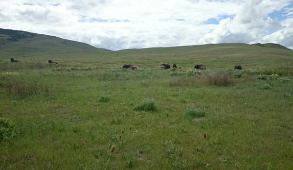 Bison Range - Charlo, MT