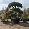 Gardens Maintenance gallery