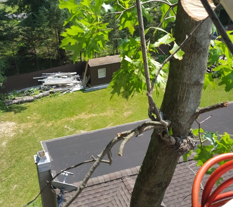 Ben's Tree Service - Castleton On Hudson, NY