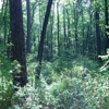 Weymouth Woods Sandhills Nature Preserve gallery