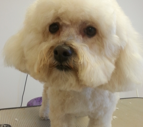 Adorable Dog Grooming - Hillsboro, MO