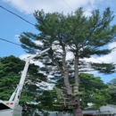 Stuckman Tree Experts - Tree Service