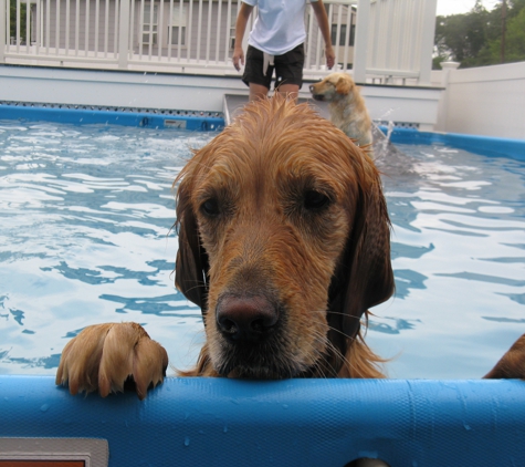 GoodFellas Doggy Daycare - Saugus, MA