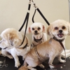 Puppy bath pet grooming salon gallery