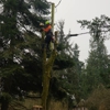 AA Tree Service Inc gallery