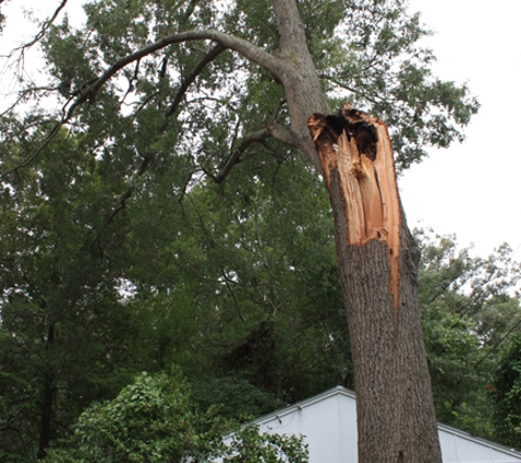 Pioneer Tree Service - West Columbia, SC