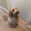 Cathy's Pet Grooming - Pet Grooming