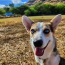 Exceptional Obedience Dog Training - Pet Services