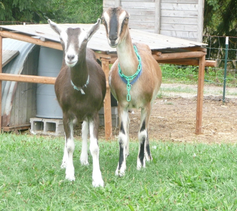 Stony Creek Permaculture Farm - Milan, MI