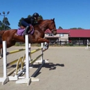 Animus Equi Performance Training - Horse Training