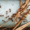 Afco Pest Control gallery