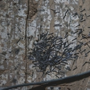 Graduate Pest Solutions - Pest Control Equipment & Supplies