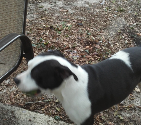 VCA Buffalo Ridge Animal Hospital - The Villages, FL. Playing ball