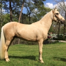 Golden Ranch Paso Fino - Ranches