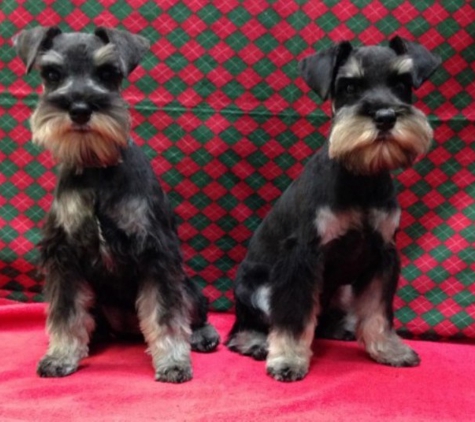 Diamond Pet Parlor - brookville, OH. schnauzer pups