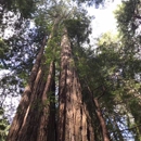 Muir Woods National Monument - Monuments