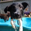 Tucker Pup's Pet Resort gallery
