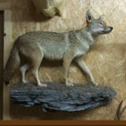 T & T Taxidermy