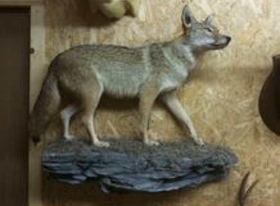 T & T Taxidermy - Sandyville, WV