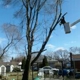 Bizzy B's Tree Service