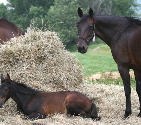 Leatherstocking Equine Center - New Berlin, NY