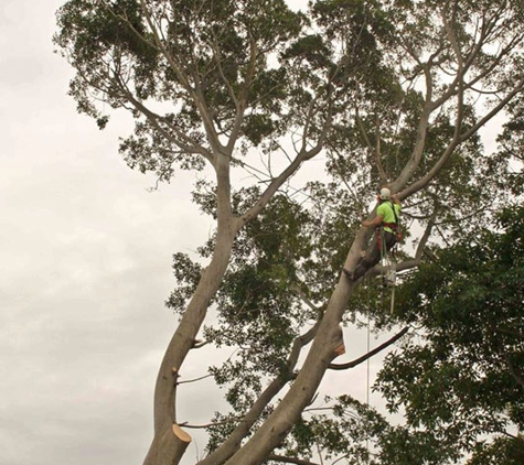 Waratah Professional Tree Care Pty Limited - Warners Bay, NSW. Tree removal you can trust in Newcastle