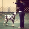 Catoctin Kennel Club gallery
