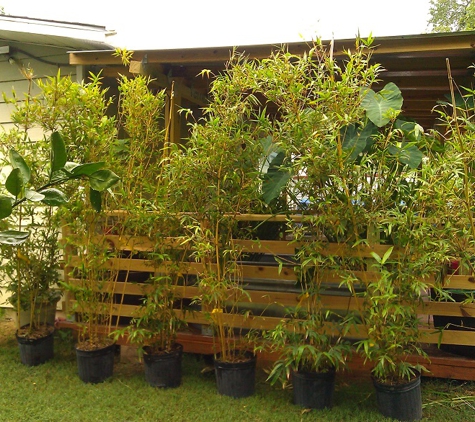 Bamboo Your Privacy (Live Non-Invasive Bamboo For Sale) - Austin, TX