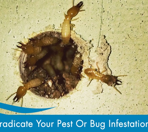 Evicta Pest Management. Eradicate your Pest or Bug Infestations