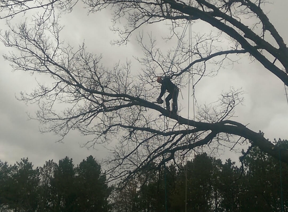 Addison Tree Service