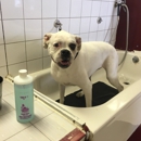 Mutt Puddles - Pet Grooming