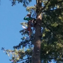 A&N QUALITY TREE SERVICE - Tree Service