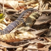 Wildlife Control Experts gallery