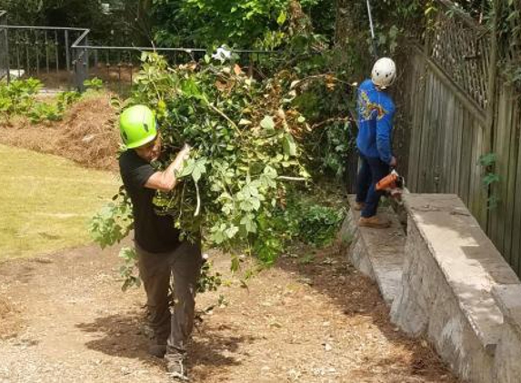 Todd's Roswell Tree Removal Service - Roswell, GA