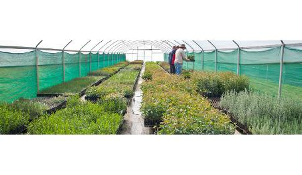 McKindlays Riverine Nursery - Moama, NSW