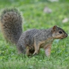 Bartling Pest Control gallery
