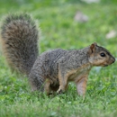 Bartling Pest Control - Pest Control Equipment & Supplies