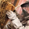GBU Bee Removal gallery