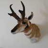 Golden Ridge Taxidermy gallery