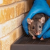 All Solutions Pest Control gallery