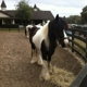 Gypsy Gold Gypsy Vanner Horses