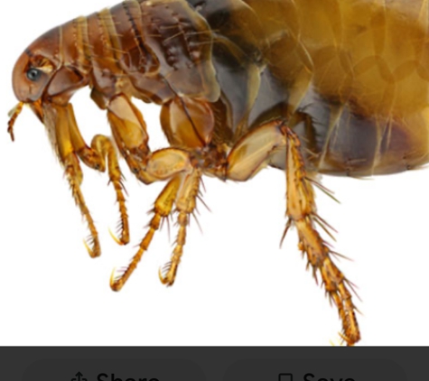 JM Pest Control Services - Donalds, SC