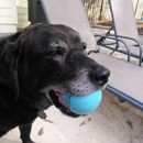 DogSmith of Putnam County - Dog Training