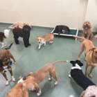 Pups Pet Club
