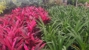 Gomez Trees & Landscaping - Landscaping & Lawn Services