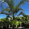 Moon Valley Nurseries gallery